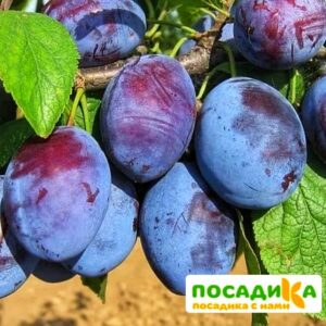 Слива Чачакская ранняя купить по цене от 229.00р. в интернет-магазине «Посадика» с доставкой почтой в в Ржеве и по всей России – [изображение №1].