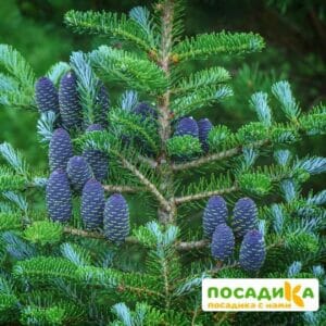 Пихта корейская (Abies koreana) купить по цене от 450.00р. в интернет-магазине «Посадика» с доставкой почтой в в Ржеве и по всей России – [изображение №1].