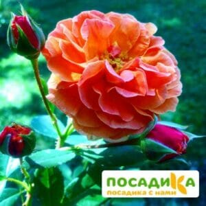 Роза Арабия купить по цене от 350.00р. в интернет-магазине «Посадика» с доставкой почтой в в Ржеве и по всей России – [изображение №1].