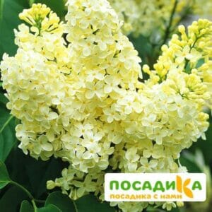 Сирень Примроуз (Primrose) купить по цене от 529.00р. в интернет-магазине «Посадика» с доставкой почтой в в Ржеве и по всей России – [изображение №1].