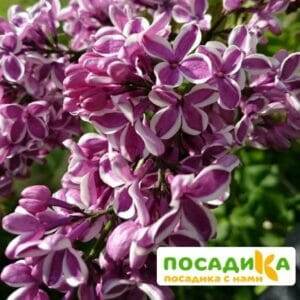 Сирень Сенсация купить по цене от 529.00р. в интернет-магазине «Посадика» с доставкой почтой в в Ржеве и по всей России – [изображение №1].