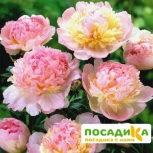 Пион Распберри Сандей (Paeonia Raspberry Sundae) купить по цене от 959р. в интернет-магазине «Посадика» с доставкой почтой в в Ржеве и по всей России – [изображение №1].