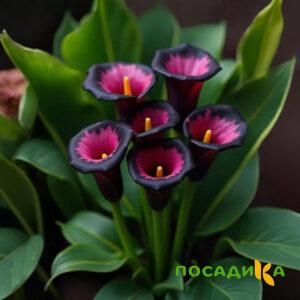 Калла Аура Лейс купить по цене от 400р. в интернет-магазине «Посадика» с доставкой почтой в в Ржеве и по всей России – [изображение №1].