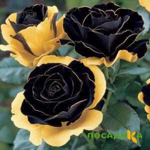 Роза Ханни Сикл купить по цене от 700р. в интернет-магазине «Посадика» с доставкой почтой в в Ржеве и по всей России – [изображение №1].
