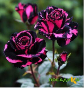 Роза Багровый Шепот купить по цене от 366р. в интернет-магазине «Посадика» с доставкой почтой в в Ржеве и по всей России – [изображение №1].