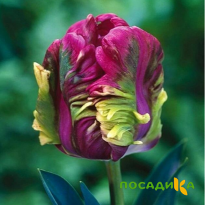 Тюльпан Экзотик Хэвен купить по цене от 186р. в интернет-магазине «Посадика» с доставкой почтой в в Ржеве и по всей России – [изображение №1].