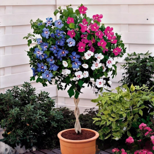 Гибискус-Дерево Триколор купить по цене от 289р. в интернет-магазине «Посадика» с доставкой почтой в в Ржеве и по всей России – [изображение №1].