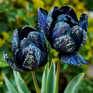 Тюльпан Блю Фог купить по цене от 500р. в интернет-магазине «Посадика» с доставкой почтой в в Ржеве и по всей России – [изображение №1].