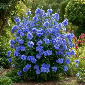 Гибискус Сансет Блоссом купить по цене от 248р. в интернет-магазине «Посадика» с доставкой почтой в в Ржеве и по всей России – [изображение №1].