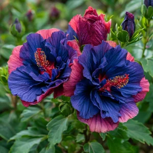 Гибискус Роуз Шайн купить по цене от 360р. в интернет-магазине «Посадика» с доставкой почтой в в Ржеве и по всей России – [изображение №1].