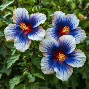 Гибискус Илюжн Вилью купить по цене от 259р. в интернет-магазине «Посадика» с доставкой почтой в в Ржеве и по всей России – [изображение №1].