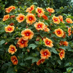 Гибискус Кристал Рэй купить по цене от 458р. в интернет-магазине «Посадика» с доставкой почтой в в Ржеве и по всей России – [изображение №1].