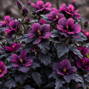 Гибискус Корал Чарм купить по цене от 271р. в интернет-магазине «Посадика» с доставкой почтой в в Ржеве и по всей России – [изображение №1].