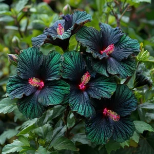 Гибискус Пикок Плюм купить по цене от 490р. в интернет-магазине «Посадика» с доставкой почтой в в Ржеве и по всей России – [изображение №1].