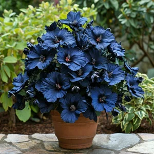 Гибискус Селестиал Флейм купить по цене от 326р. в интернет-магазине «Посадика» с доставкой почтой в в Ржеве и по всей России – [изображение №1].