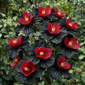 Гибискус Ройял Афеа купить по цене от 460р. в интернет-магазине «Посадика» с доставкой почтой в в Ржеве и по всей России – [изображение №1].