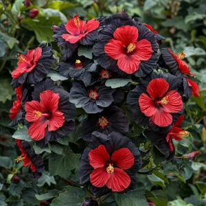 Гибискус Шиммеринг купить по цене от 720р. в интернет-магазине «Посадика» с доставкой почтой в в Ржеве и по всей России – [изображение №1].