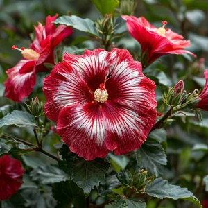 Гибискус Пурпл Мистик купить по цене от 360р. в интернет-магазине «Посадика» с доставкой почтой в в Ржеве и по всей России – [изображение №1].