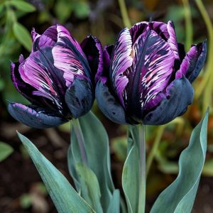 Тюльпан Блэк Каньон купить по цене от 305р. в интернет-магазине «Посадика» с доставкой почтой в в Ржеве и по всей России – [изображение №1].